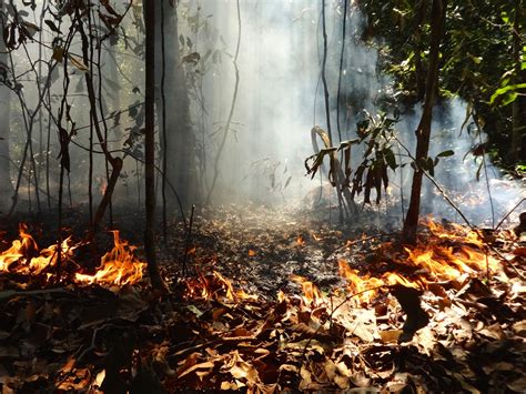 Nature's Wrath: Exploring the Ecological Implications of Forest Fires