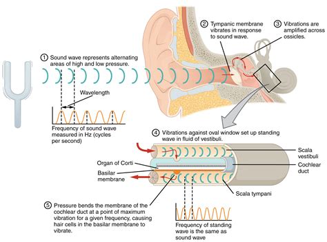 Navigating Ambiguity: Decrypting the Multiple Meanings of Intriguing Sounds in One's Auditory Canals