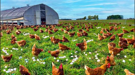 Navigating Challenges in Raising Free-Range Poultry