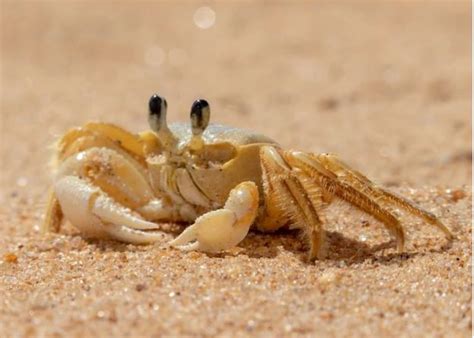 Navigating the Difficulties of Caring for a Pet Crab