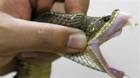 New breakthroughs in snake bite research