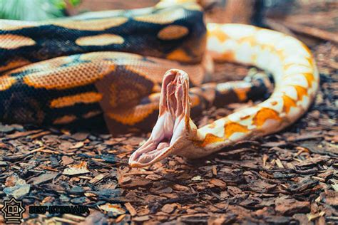 Nightmare or Warning Sign? Interpreting Dreams Involving Snakes Attacking Beloved Companions