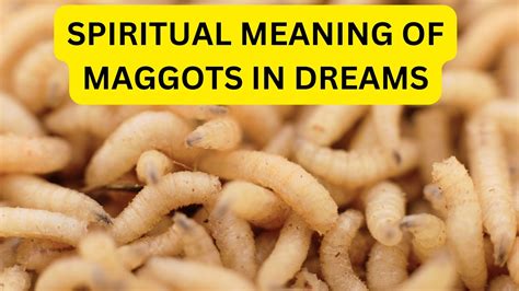 Nightmares or Omens? Examining the Superstitious Beliefs Surrounding Maggot Dreams