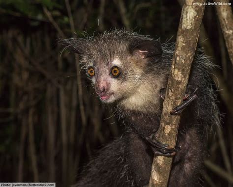 Nocturnal Mammals: A Window into the Lives of Nighttime Foragers