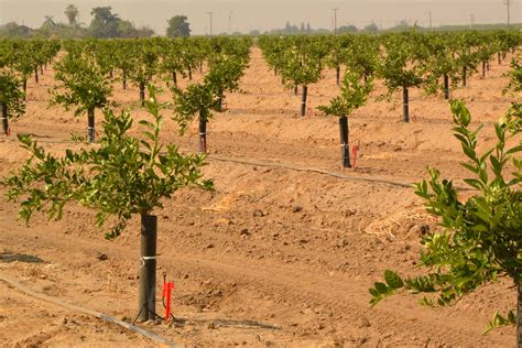 Nourishing Your Juvenile Orchard: Watering and Fertilizing Recommendations