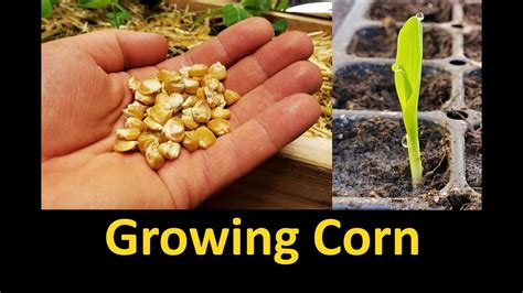 Nurturing Corn Seedlings: Tips for Optimal Growth