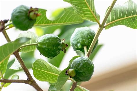 Nurturing Guava Trees: Essential Care Tips to Ensure a Plentiful Harvest