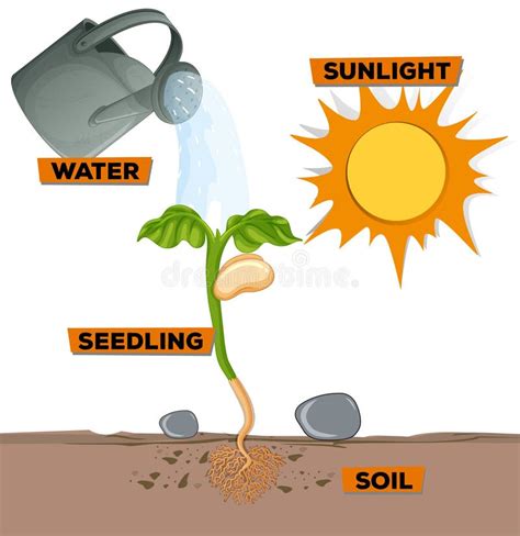 Nurturing Nature: Understanding the Significance of Soil, Water, and Sunlight