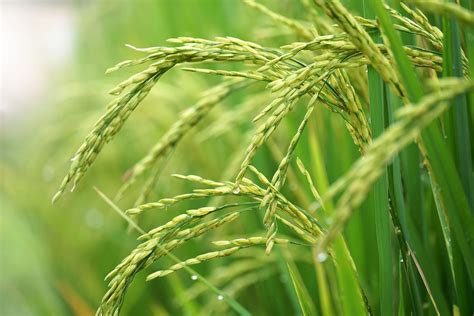 Nurturing Thriving Rice Crops: Optimal Techniques for Cultivation