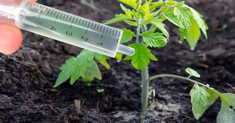 Nurturing Tomato Seedlings: Essential Tips for Healthy Growth and Optimal Yield