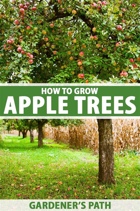 Nurturing Your Apple Tree: Taking Actions to Achieve Success