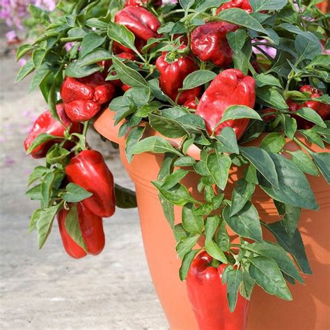 Nurturing Your Pepper Plants: Essential Care and Maintenance