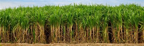 Nurturing Your Sugarcane Crop: Watering, Fertilizing, and Pest Control