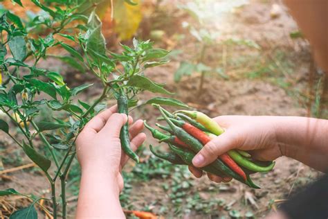 Nurturing and Harvesting Your Chillies