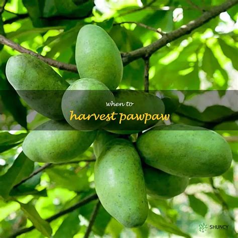 Nurturing and Harvesting Your Pawpaw Tree: Tips for a Fruitful Tropical Experience