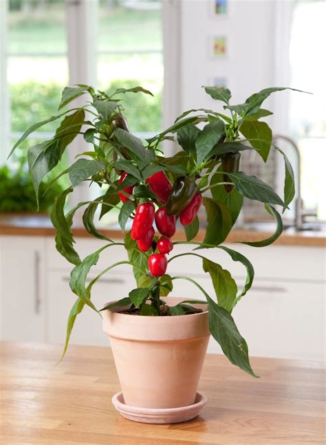 Nurturing and Maintaining Your Capsicum Annuum Throughout the Season