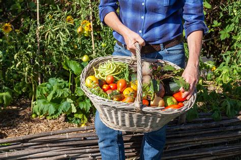 Nurturing and Maintaining Your Vegetable Garden for a Successful Harvest