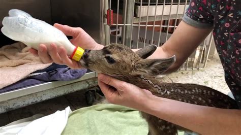 Nurturing and Rehabilitating the Orphaned Fawn