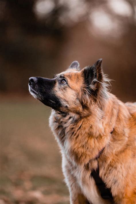 Nurturing the Bond: Cultivating a Strong Connection with Your Furry Companion