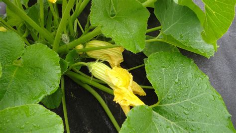 Nurturing the Enchanting Blooms of Squash