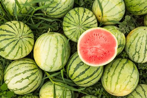 Nurturing the Imagination: Cultivating Watermelons in the Mind