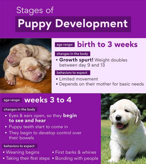 Nurturing the Newborn: Guiding and Tending to a Pup in its Earliest Phases of Life