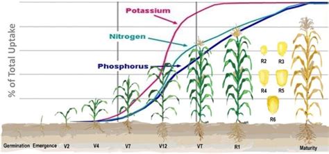 Nutrient Management for Thriving Maize Plants