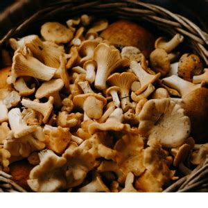 Nutritional Wonders: Exploring the Health Benefits of the Mushroom Broth