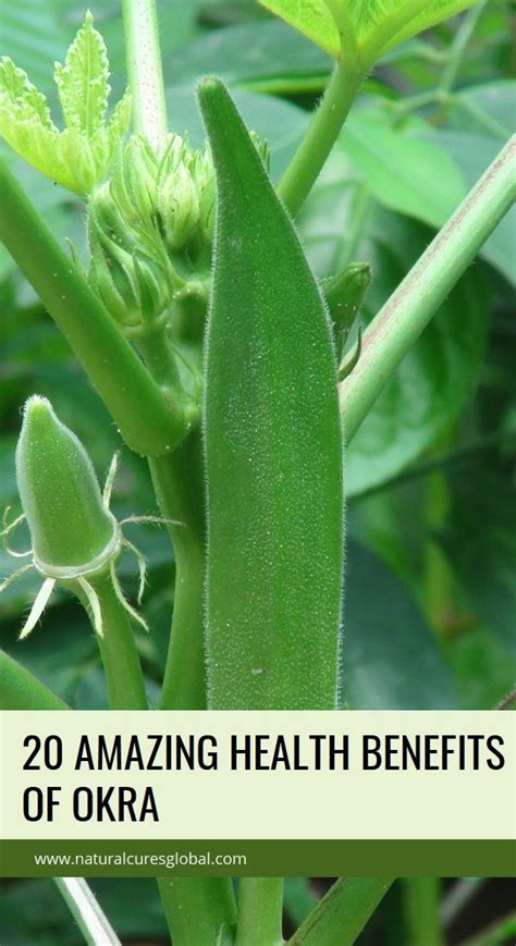 Okra as a Natural Remedy: Health and Medicinal Properties