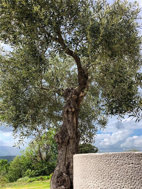 Olive Tree: A Sacred Plant in Mythology and Religion