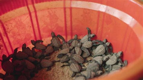 Opportunities for Volunteering: Making a Difference in the Conservation of Newborn Sea Turtles