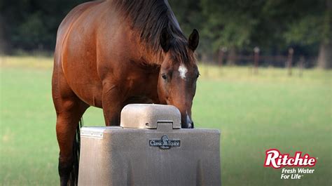 Optimal Hydration Techniques for Peak Performance in Equestrian Athletes