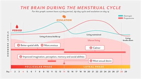 Optimizing Productivity and Daily Life through Menstrual Cycle Tracking