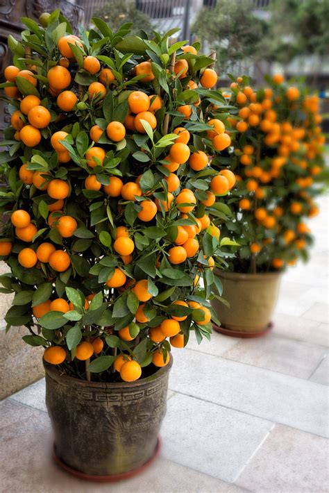 Orange Trees as a Symbol of Abundance and Prosperity in Dreams