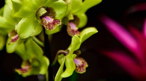 Orchid Therapy: Harnessing the Restorative Influence of Exquisite Blooms