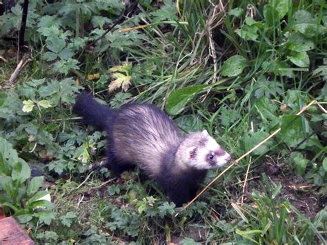 Origin and History: Tracing the Legends of the Pale Polecat