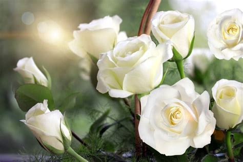 Origins and Cultural Significance of White Red Roses