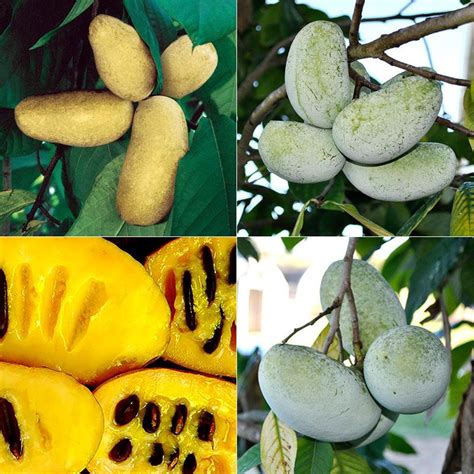 Origins and Varieties of Pawpaw