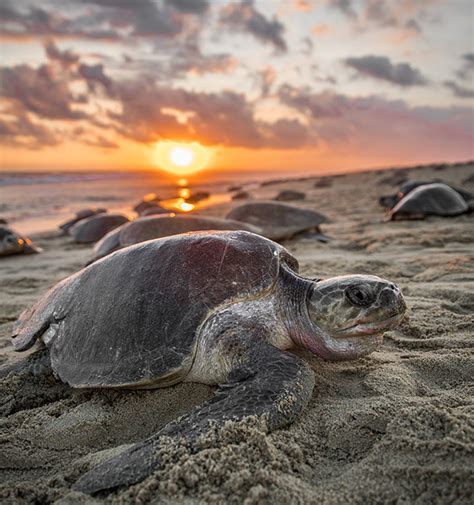 Overcoming Challenges: The Struggle for Sea Turtle Survival