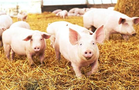 Overcoming Challenges and Dispelling Myths of Pig Ownership