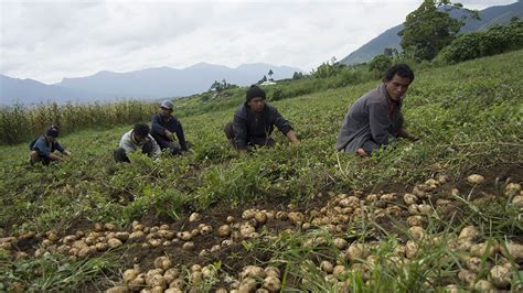 Overcoming Challenges and Sustaining Success in Potato Farming