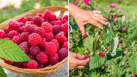 Overcoming Obstacles and Maximizing Enjoyment: Getting the Most Out of Your Raspberry Harvest