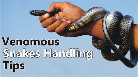 Overcoming fear: Tips for handling snake dream experiences