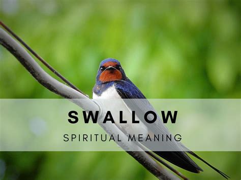 Overview of Swallows and Their Symbolic Meaning