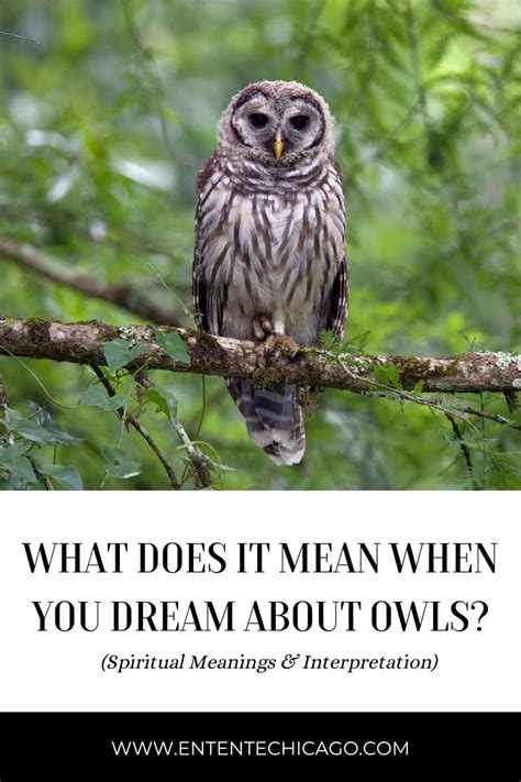 Owl Dreams: Do They Indicate Wisdom and Metamorphosis?