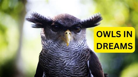 Owls in Dream Symbolism: Insights from Ancient Beliefs and Cultural Significance