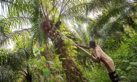 Palm Fruit Harvesting Techniques from Various Regions