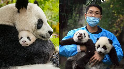 Panda Conservation: Efforts to Safeguard and Preserve this Endangered Species