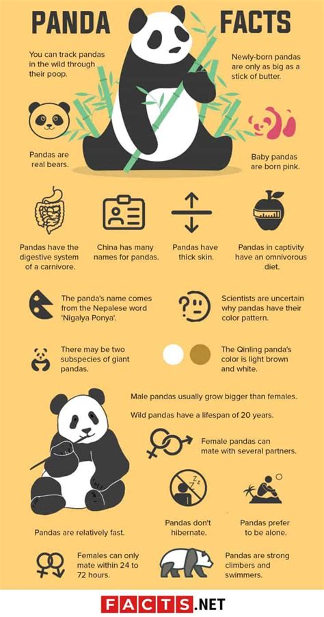 Panda Personalities: Dispelling the Stereotypes around Pandas