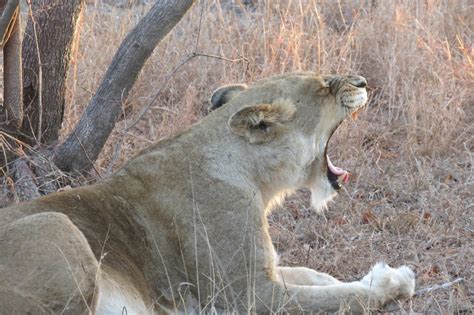 Passionate Protectors: Understanding the Role of Male Lions in Ensuring Love's Survival